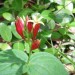 Indian Pink